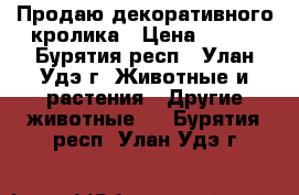 Продаю декоративного кролика › Цена ­ 500 - Бурятия респ., Улан-Удэ г. Животные и растения » Другие животные   . Бурятия респ.,Улан-Удэ г.